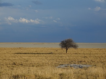 Poušť Kalahari, místo, kde prý nic není