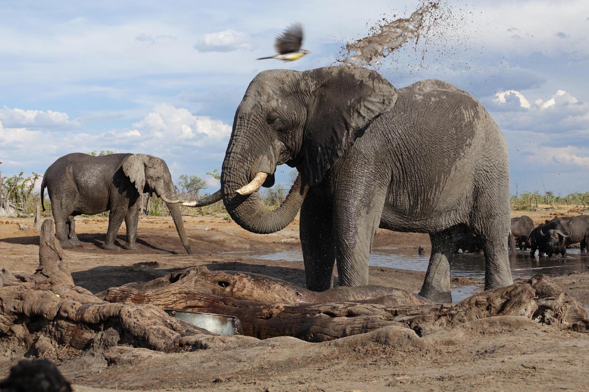 Botswana, safari, dovolená Botswana, Afrika